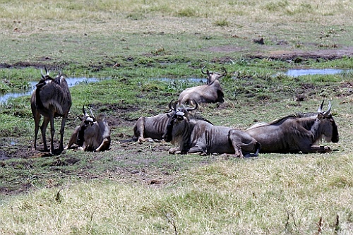 Kenia (204)